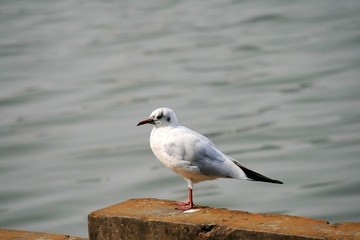 海鸥