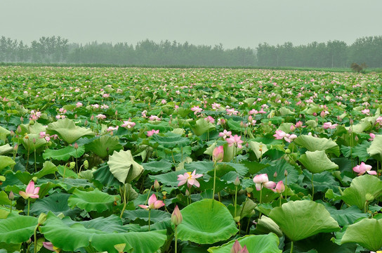 荷池