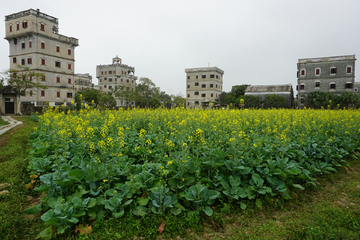 油菜花田 广东自力村碉楼