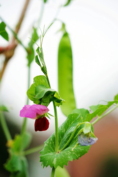 兰豆花 兰豆 兰豆苗