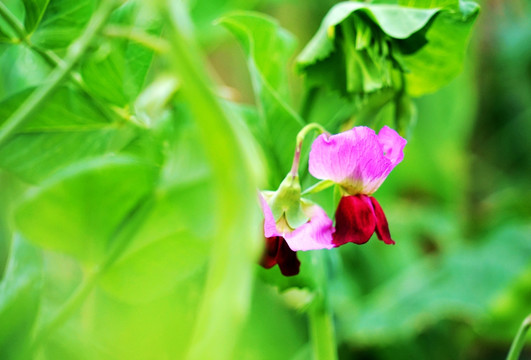 兰豆花 兰豆 兰豆苗