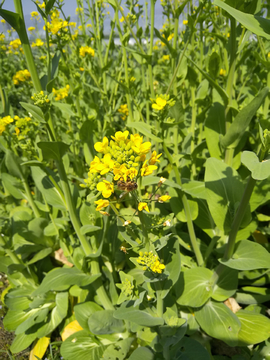 油菜花 蜜蜂