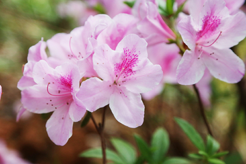 春的模样  杜鹃花