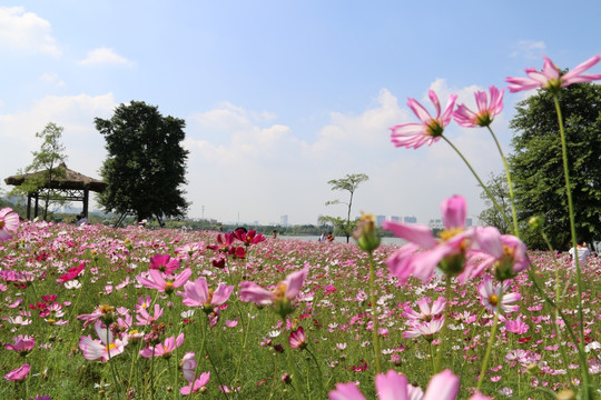 格桑花特写