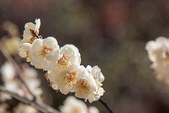 白色梅花