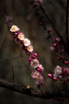 粉色梅花