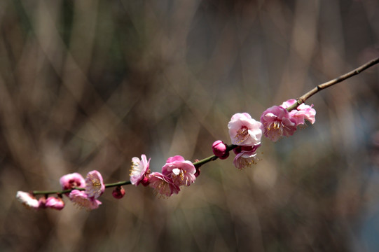 粉色梅花