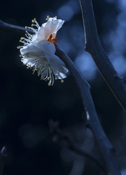 梅花