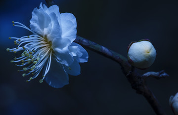 梅花