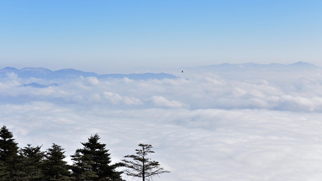 螺髻山 云海 飞鸟
