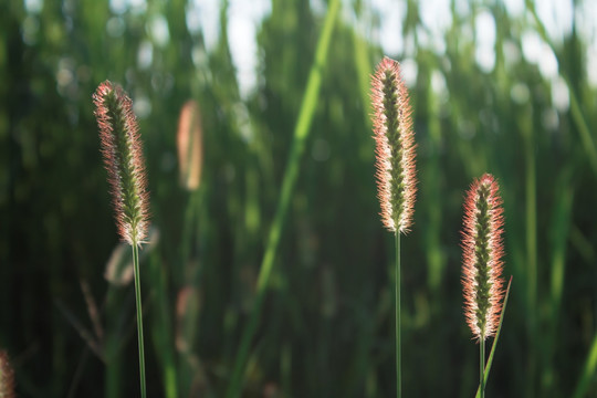 狗尾草