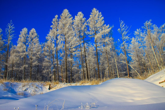 雪原森林