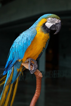 鹦鹉 鹦哥 Parrot 鸟类