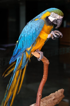 鹦鹉 鹦哥 Parrot 鸟类