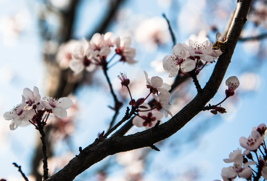 梅花 白梅