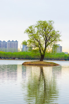 湖畔的建筑群 绿树