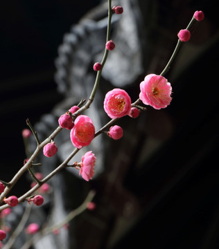 梅花特写