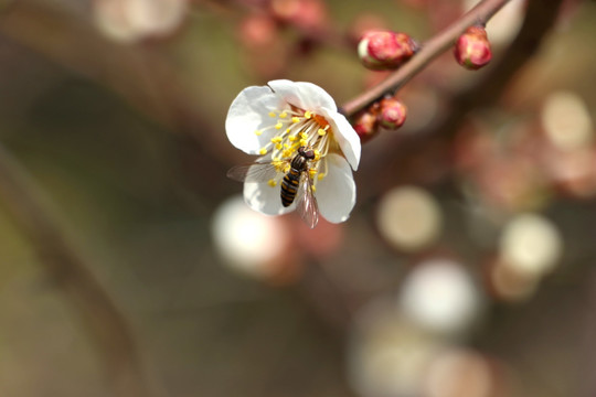白梅蜜蜂