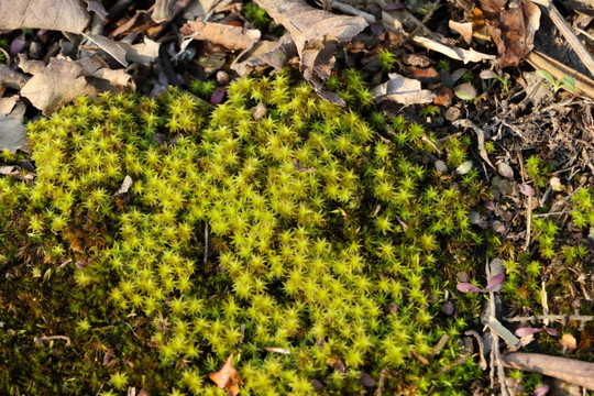 阳光下的苔藓