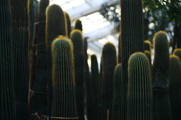 仙人棒
