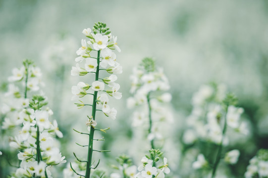 油菜花