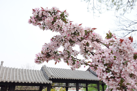 中式园林 春天海棠花