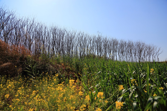 田野