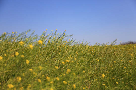 油菜花田