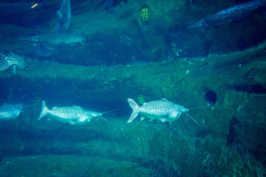 深海鱼类