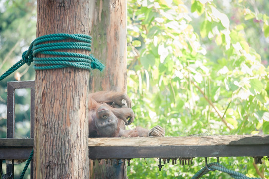 苏门答腊猩猩