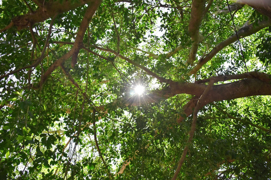 树下一缕阳光