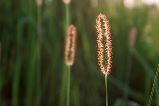 狗尾巴草