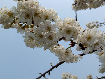 樱桃花