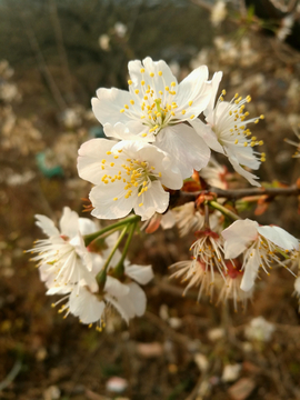 樱桃花