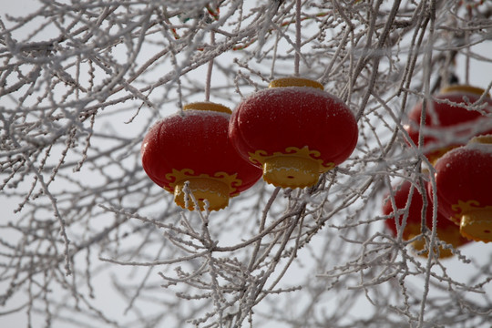 红灯笼 雾淞 冰凌 雪景 东北