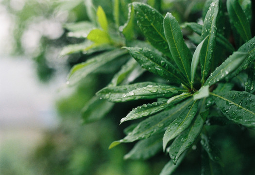 花卉叶子植物菲林胶片