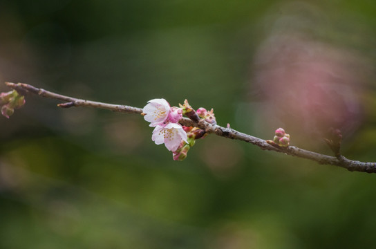 梅花