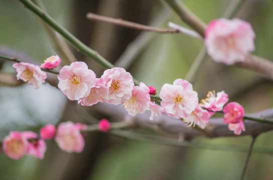 梅花