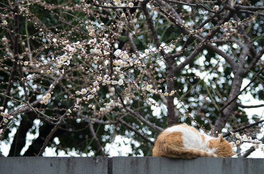 早春梅花