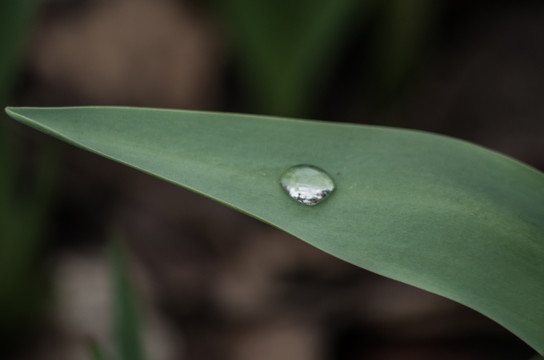 植物上的水珠