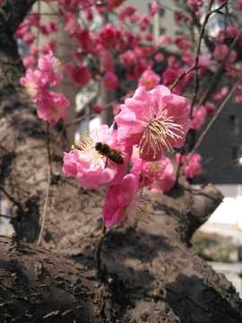 梅花