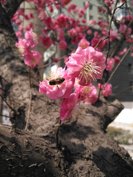 梅花  蜜蜂