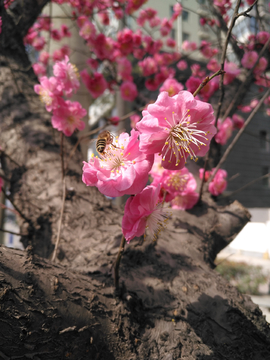 梅花  蜜蜂