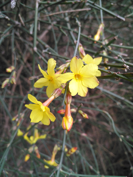 迎春花