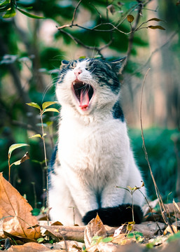 猫