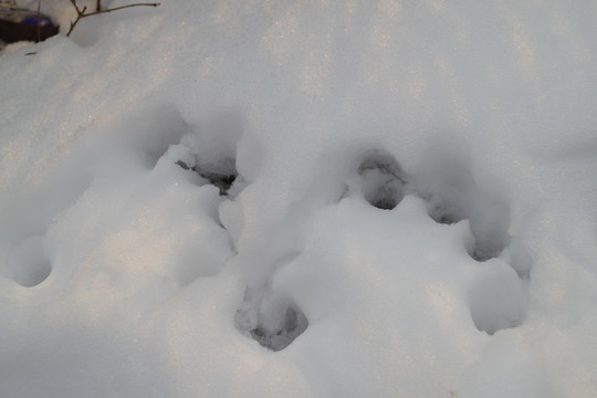 雪地脚印