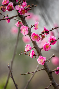 红梅花