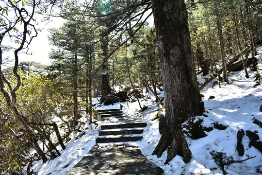 螺髻山 松树 柏树