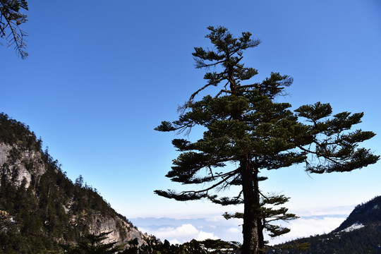 螺髻山 松树 柏树