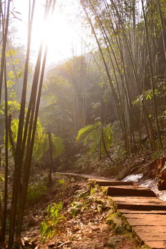 竹林 小路 逆光摄影